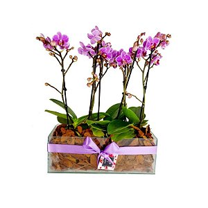 Trio de Mini Orquídea Phalaenopsis