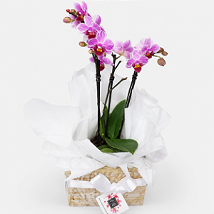 Mini Orquídea em Cachepot de Madeira