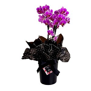 Mini Orquídea com Cachepot Preto