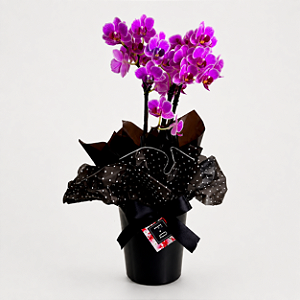 Mini Orquídea com Cachepot Preto
