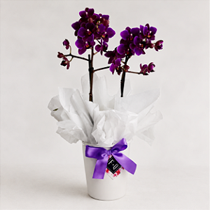 Mini Orquídea com Cachepot Branco