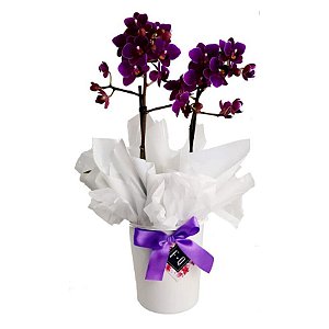 Mini Orquídea com Cachepot Branco