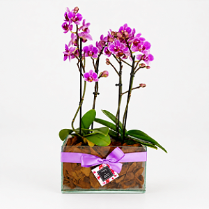 Dupla de Mini Orquídea Phale