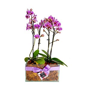 Dupla de Mini Orquídea Phale