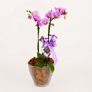 Mini Orquídea Phalaenopsis