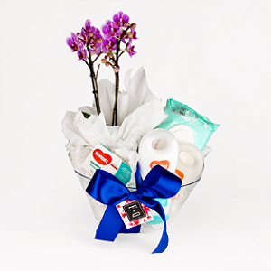 Kit Mini Phalaenopsis Huggies para Maternidade