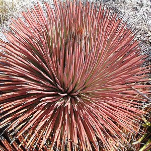 Sementes de Agave stricta rubra 'Suculenta Ouriço Vermelho' (10 sementes)