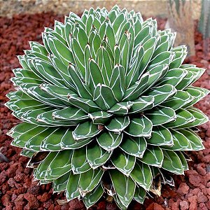 Sementes de Agave victoria reginae (10 sementes)