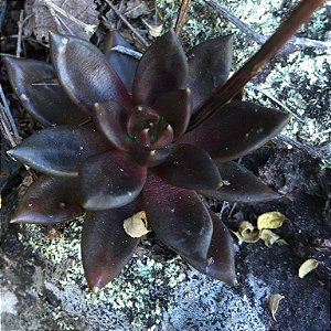 15 Sementes de Echeveria affinis "Suculenta Negra"