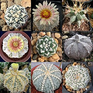 Sementes de Astrophytum Híbrido Mix (Cactos)