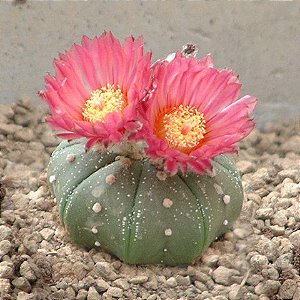 Astrophytum asterias v. Flor Vermelha - 10 sementes