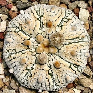 Astrophytum asterias cv Superkabuto - 05 sementes
