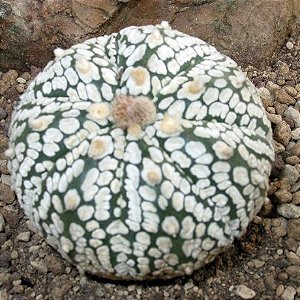 5 Sementes de Astrophytum asterias cv Superkabuto (Cactos)
