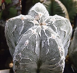 Sementes de Astrophytum myriostigma cv Character (5 sementes)