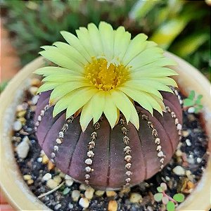 Sementes de Frailea castanea (Cactos)