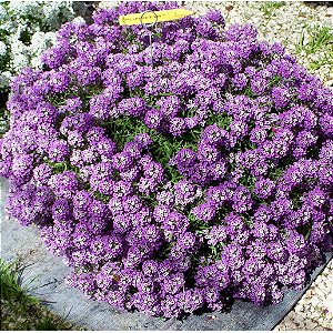 Sementes da Flor Alyssum Roxo Flor de Mel - Lobularia maritima