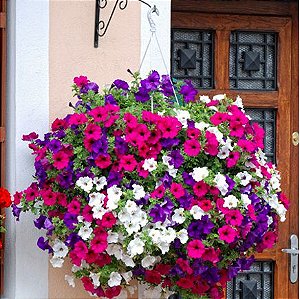 Sementes da Flor Petúnia Sortida (Petunia hybrida)