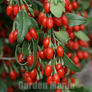 Goji Berry - A Fruta da longevidade - 100 sementes