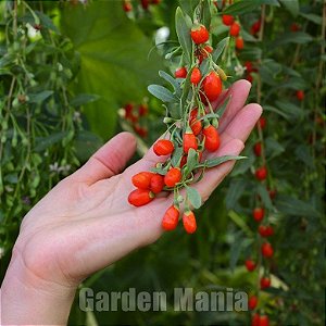 Sementes de Goji Berry - A Fruta da Longevidade - Lycium barbarum