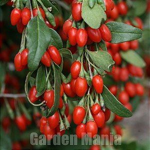 Goji Berry - A Fruta da Longevidade (Lycium barbarum) 50 SEMENTES