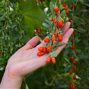 Sementes de Goji Berry - A Fruta da Longevidade (Lycium barbarum)