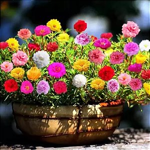 Sementes da Flor Onze Horas Double Sortida (Portulaca grandiflora)