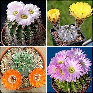 Sementes de Acanthocalycium Mix (Cactos)
