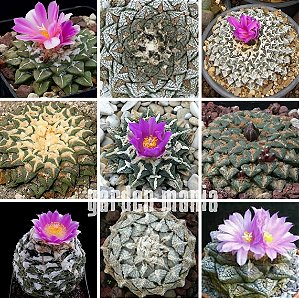 Ariocarpus Mix - 10 sementes - Cactos