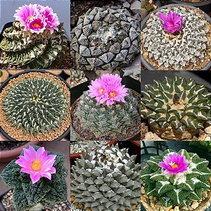Ariocarpus Mix - 10 sementes