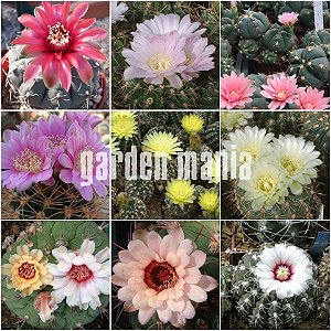 Sementes de Gymnocalycium Mix (10 sementes)