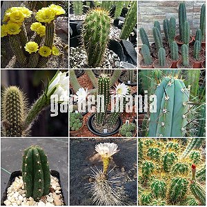 Sementes de Trichocereus Mix (10 sementes)