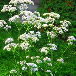 Sementes de Anis (Pimpinella anisum)