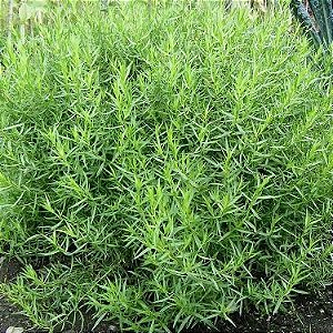 Estragão Russo "Erva Dragão" - 50 sementes (Artemisia dracunculus)