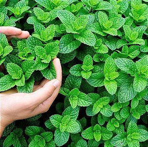 Hortelã Pimenta Peppermint (Mentha piperita) 50 SEMENTES