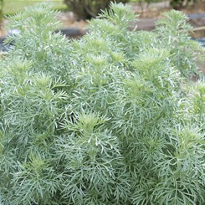 Sementes de Absinto / Losna (Artemisia absinthium)