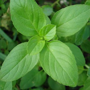 Sementes de Manjericão / Basil (Ocimum basilicum)