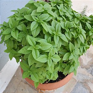 Sementes de Manjericão Alfavaca (Ocimum basilicum)