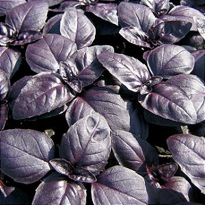 20 Sementes de Manjericão Vermelho (Ocimum basilicum)