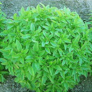 20 Sementes de Manjericão Limão (Ocimum citriodorum)