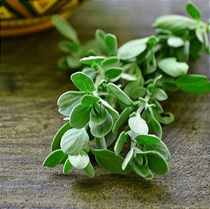 Sementes de Manjerona Verdadeira (Origanum majorana)