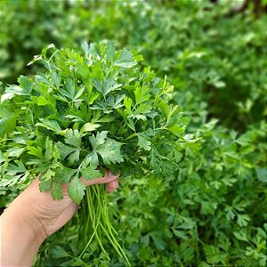 Sementes de Salsa Lisa (Petroselinum crispum)