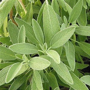 Sementes de Sálvia (Salvia officinalis)