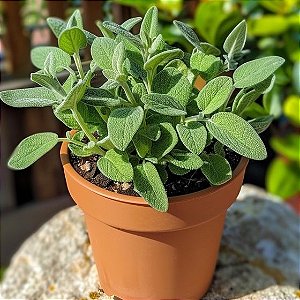 Sálvia (Salvia officinalis) 10 SEMENTES
