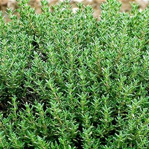Sementes de Tomilho (Thymus vulgaris)