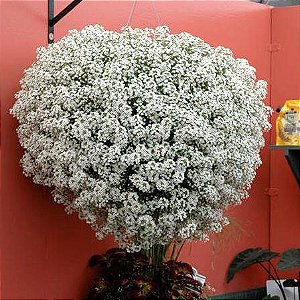 Alyssum Branco "Flor de Mel" - 100 Sementes