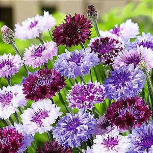Sementes da Flor Botão de Solteiro Sortida (Centaurea cyanus)