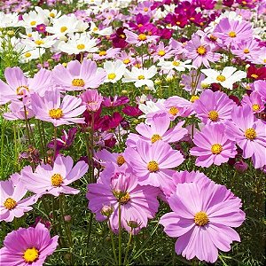 Cosmos Sortida (Cosmos bipinnatus) - 50 SEMENTES