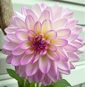 30 Sementes da Flor Dália Dobrada Anã Sortida - Dahlia pinnata