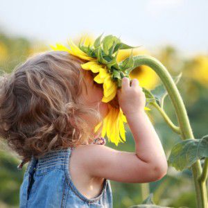 Girassol Amarelo Alto (Helianthus annuus) - 20 SEMENTES