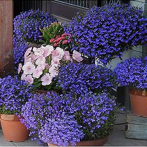 Sementes da Flor Lobélia Azul (Lobelia erinus)